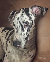 Check spelling or type a new query. Andy S Paw Prints Custom Pet Portraits