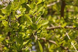 Image result for Ehretia rigida