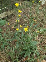 Other sets by this creator. A Closer Look At The Yellow Dandelion Family Plants