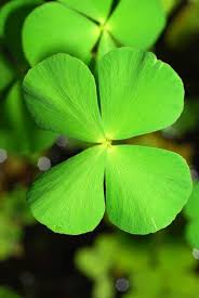 Image result for Marsilea villifolia
