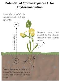 Image result for Crotalaria monteiroi