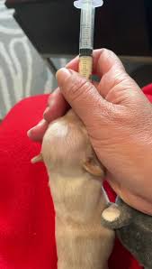 We also will continue to offer virtual dog training classes for your convenience. Pound Puppy Rescue Home Facebook