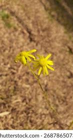 Image result for Senecio madagascariensis