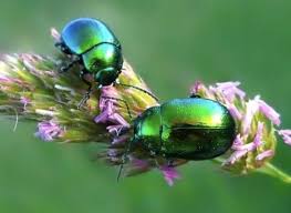 Green Blue Milkweed Beetles Chrysochus Cobaltinus In 2020 Beautiful Bugs Bugs And Insects Insects