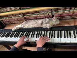 You Re Not Mine But I M Fine Piano Meowssage My Composition Youtube Funny Cat Photos Piano Best Lullabies
