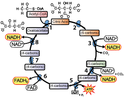 Formative assessment of student answers during activity 2 teacher circulation. Krebs Cycle And Link Reaction Interactive Tutorial Sciencemusicvideos