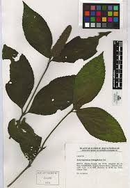 Image result for Achyrospermum carvalhoi