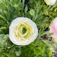 Image result for Ranunculus raeae