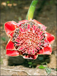 Image result for Etlingera