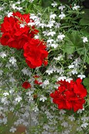Why is there only one flag that contains purple, which is associated with royalty? On Gardening Geraniums Are Impressive In Mixed Containers