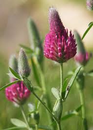 Image result for Trifolium baccarinii