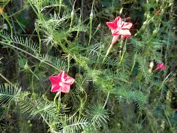Image result for Ipomoea quamoclit