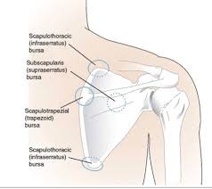 Der musculus latissimus dorsi ist ein oberflächlich am rücken gelegener skelettmuskel. Scapulothoracic Crepitus Shoulder Elbow Orthobullets