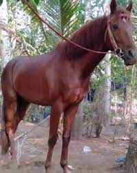 Shio kuda memiliki selera humor yang sangat baik dan bakat langka untuk bercanda, yang cenderung hilang seiring bertambahnya usia. Kuda Jual Beli Hewan Jadi Mudah