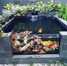 Sisa hasil dari pencernaan ikan koi adalah amonia yang keluar melalui kotoran ikan. Kolam Ikan Koi Murah Konstruksi Dan Taman 800794123