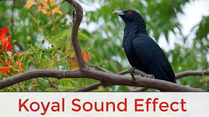 Cuckoo Bird Koyal Singing Birds Jungle Forest Think Sound Effect Youtube
