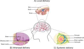 This organization is not bbb accredited. Bjnano Key For Crossing The Bbb With Nanoparticles The Rational Design
