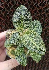 Check spelling or type a new query. Macodes Petola Jewel Orchid Live Potted Plant Blue Ridge Exotics