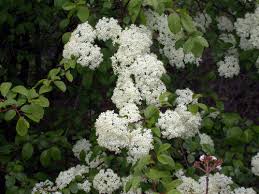 Choose plant species that are native to michigan and grown as close to your area as possible for better adaptability. Native Plants For Michigan Landscapes Part 2 Shrubs Msu Extension