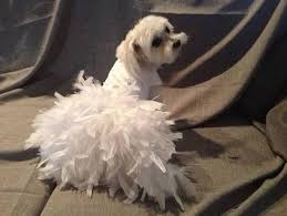 Dog Wedding Attire Google Search Dog Wedding Dress Dog Wedding Attire Dog Wedding