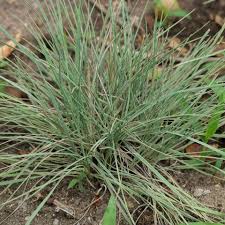 Thriving in harsh conditions, blue hair grass grows well in sandy, infertile soil. Plant Identification Grasses Plant Identification Grass Poaceae