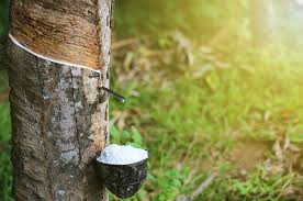 You can also give that ravishing. Global Natural Rubber Production All Set To Increase In 2019 Gep