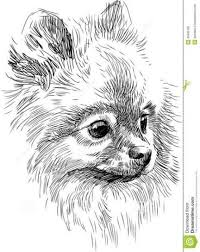 New Dogs Sketch Pomeranian Ideas Dog Sketch Puppy Sketch Dog Drawing