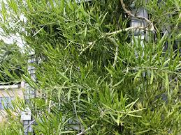 Image result for Asparagus falcatus