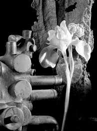 Black and white still life. Howard Nathenson Fine Art Black And White Still Life Photographs