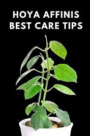 Hoya have been popular house plants for decades and with good reason. Hoya Affinis Care Done Right Our Best Tips Hacks