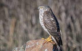 An egg is laid every. Sharp Shinned Hawk Audubon Field Guide