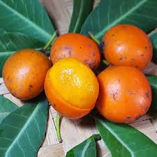 Image result for Garcinia livingstonei