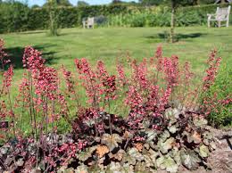 Die etwa 37 arten sind in nordamerika von kanada bis mexiko verbreitet. Purpurglockchen Paris Alles Erfahren Uber Blute Wuchs Co