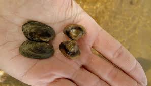 Image result for Tricalysia niamniamensis