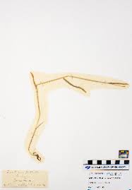 Image result for Heteranthoecia  guineensis