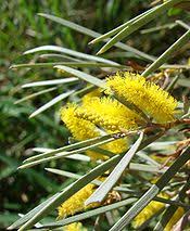 Image result for Acacia amythethophylla