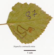 Image result for Stigmella continuella