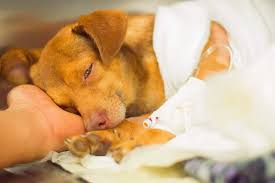 The subsidy allows recipients to pay no more than 30 percent of. Face Foundation For Animals Best Animal Charity