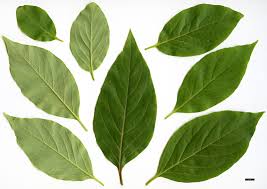 Image result for Diospyros sp. no. 1 sensu FZ
