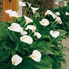 Calla Crowsborough Pflanzen Calla Blumenzwiebeln