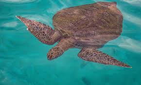 Since it's opening, chagar hutang has released over 300,000 green turtles and 7,000 hawkbill turtles through their program. From Egg Hunter To Protector Malaysian Battles To Save Turtles Gulftoday