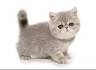 Exotic Shorthair Cat Breed Information - Vetstreet
