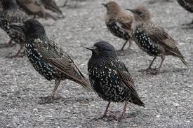European Starling (Birds of Sagamore Hill National Historic Site) ·  iNaturalist