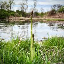 Stalking the wild asparagus Join us this summer for a tour of wild edible  plants