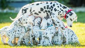 High to low nearest first. Dalmatians Melbourne New Record Set After 18 Dalmatian Puppies Born In Ballarat Herald Sun