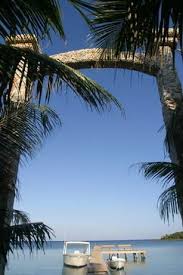 Coconut Tree La Ceiba Honduras La Ceiba Honduras La Ceiba Viajar Por El Mundo