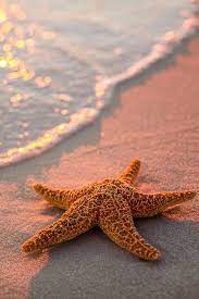 Pin De Bzulema En Caracolas Y Mar Estrella De Mar Naturaleza Fotografia De Naturaleza