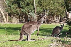 Parc animalier de l'île kangourou. Kangourous Sauvage Marsupiaux Parc National La Nature Animaux Faune Australie Pikist