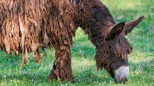 Check out inspiring examples of baudet artwork on deviantart, and get inspired by our community of talented artists. Poitou Donkeys Or Baudet Du Poitou Hobby Farms