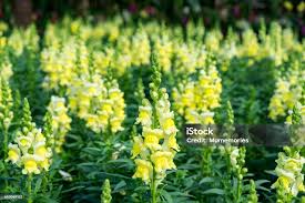 Image result for Scrophulariaceae